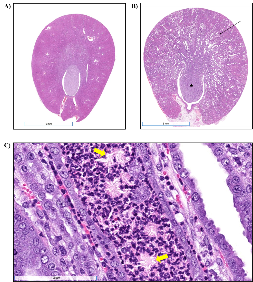 Figure&nbsp;9. Representative Images of a Control Kidney and Obstructive Nephropathy in the Kidney of Male Rats in the Two-week Gavage Study of tBuPrOcEst-BZT (H&E)