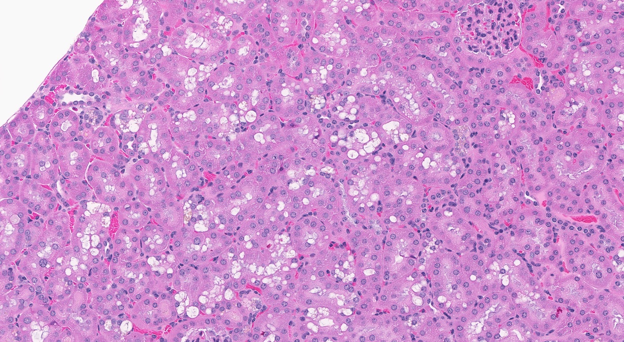 Figure 16. Representative Image of Control Kidney of a Male Mouse in the Two-year Feed Study of Tris(chloropropyl) Phosphate (H&E)