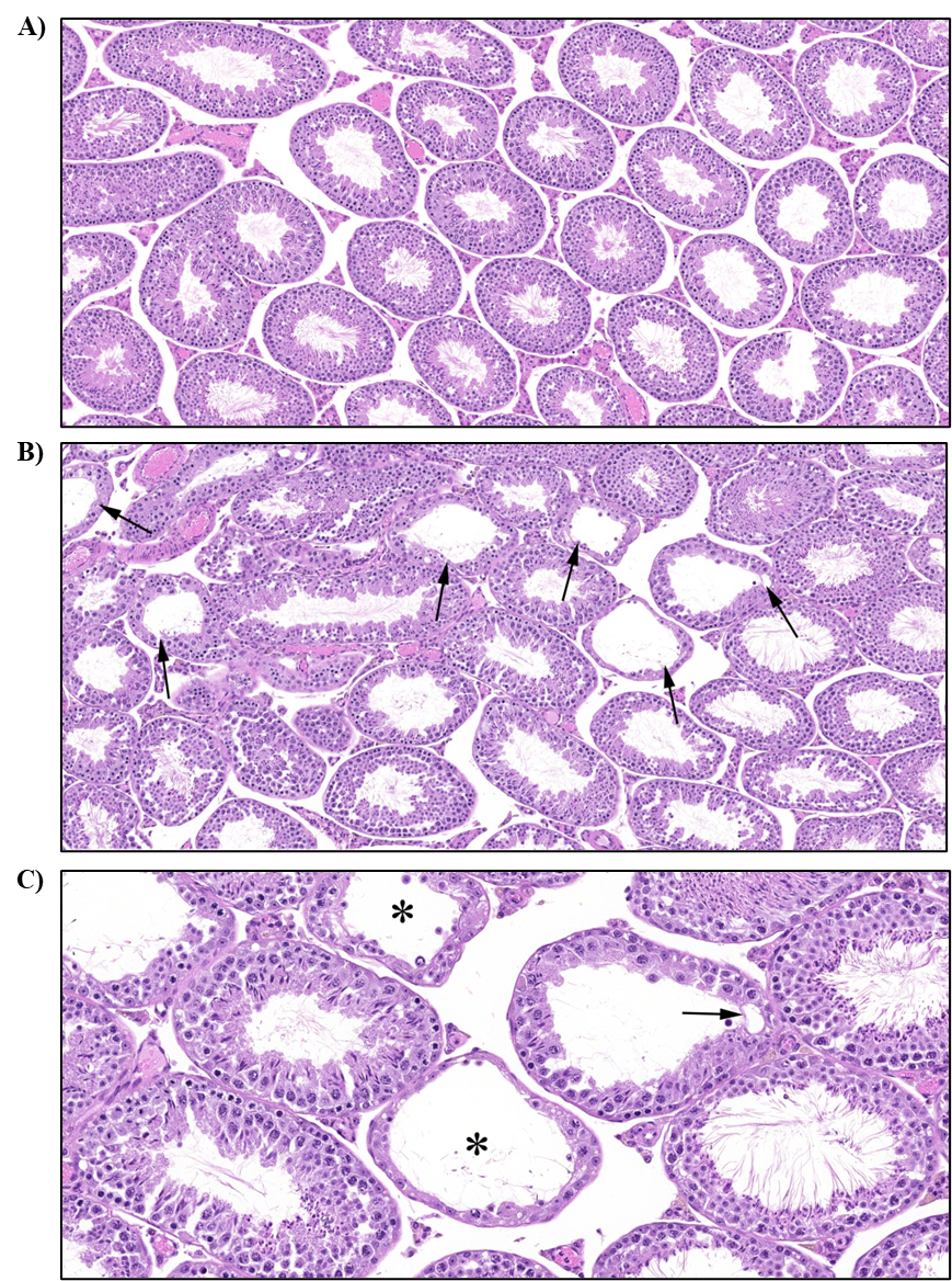 Figure 30. Representative Images of Control Germinal Epithelium and Germinal Epithelial Degeneration in the Testis of a Male Mouse in the Two-year Inhalation Study of α-Pinene (H&E)