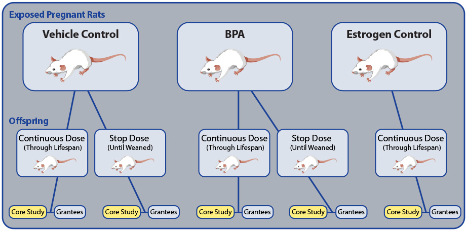 Pregnant rats exposed to BPA and offspring BPA dosage