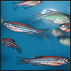 Zebrafish